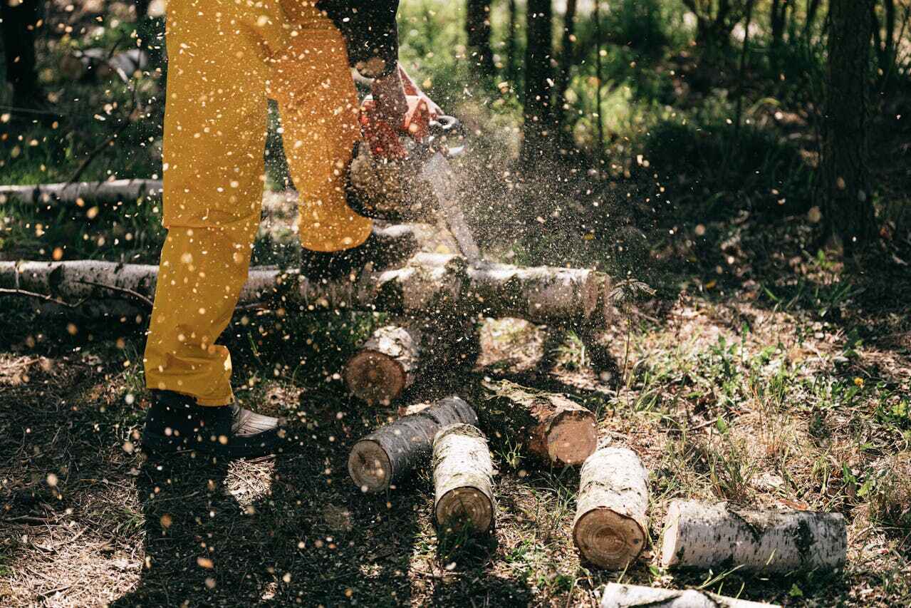 Tree Root Removal in Dexter, GA